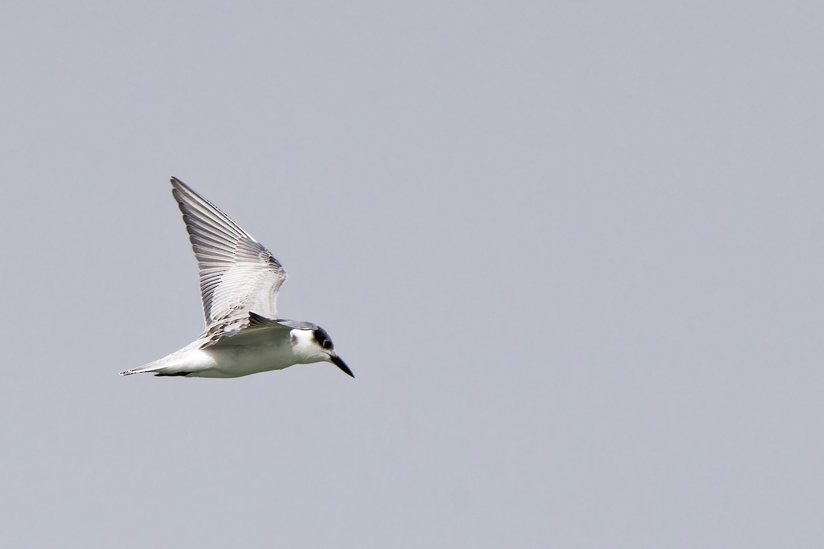 Whiskered Tern - ML620299892