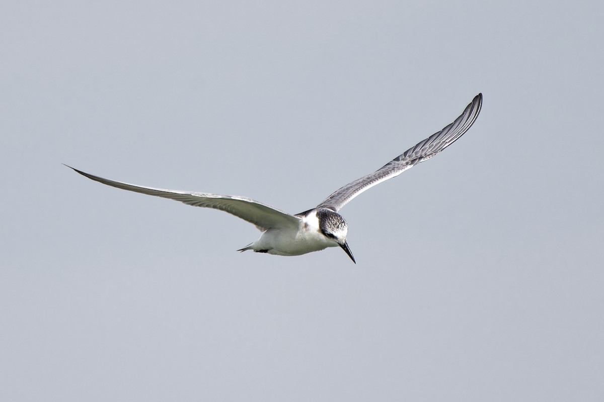 Whiskered Tern - ML620299894