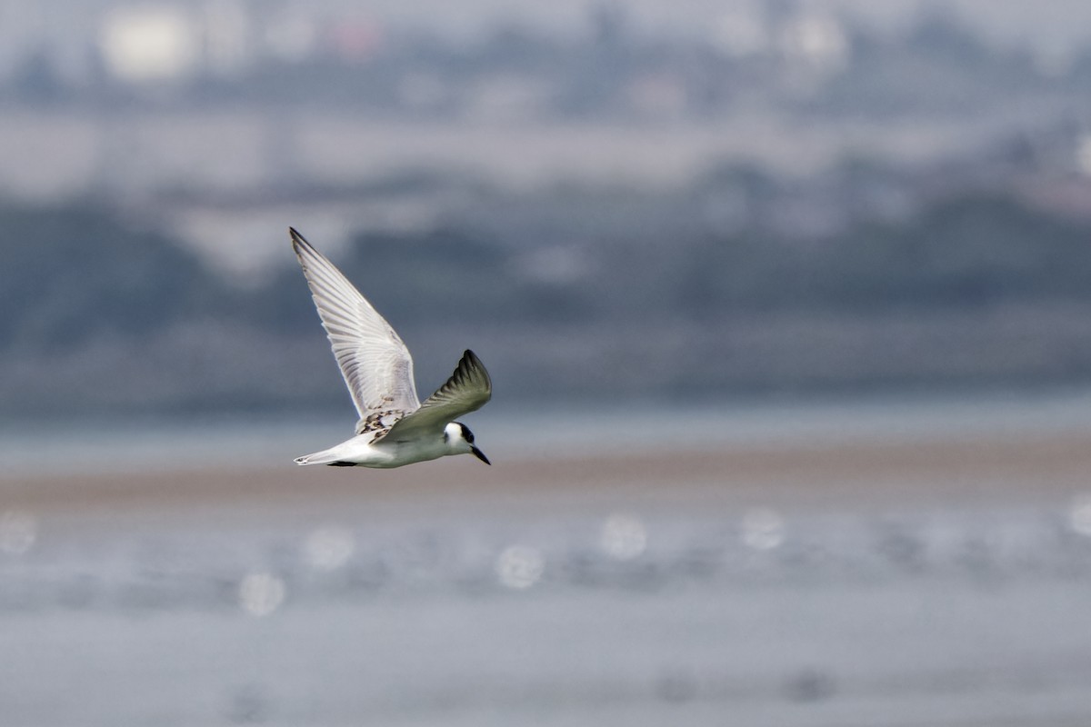 Whiskered Tern - ML620299896