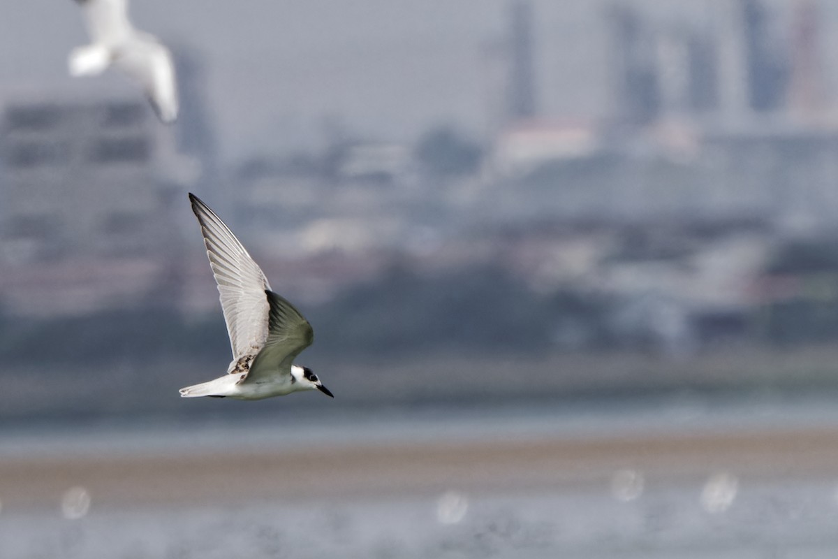 Whiskered Tern - ML620299897