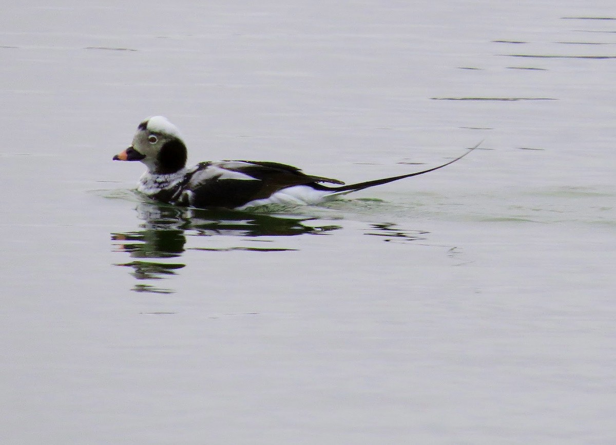 Long-tailed Duck - ML620299899