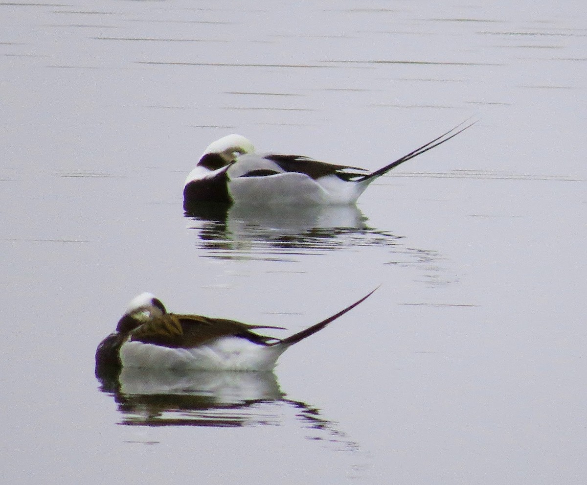 Long-tailed Duck - ML620299900