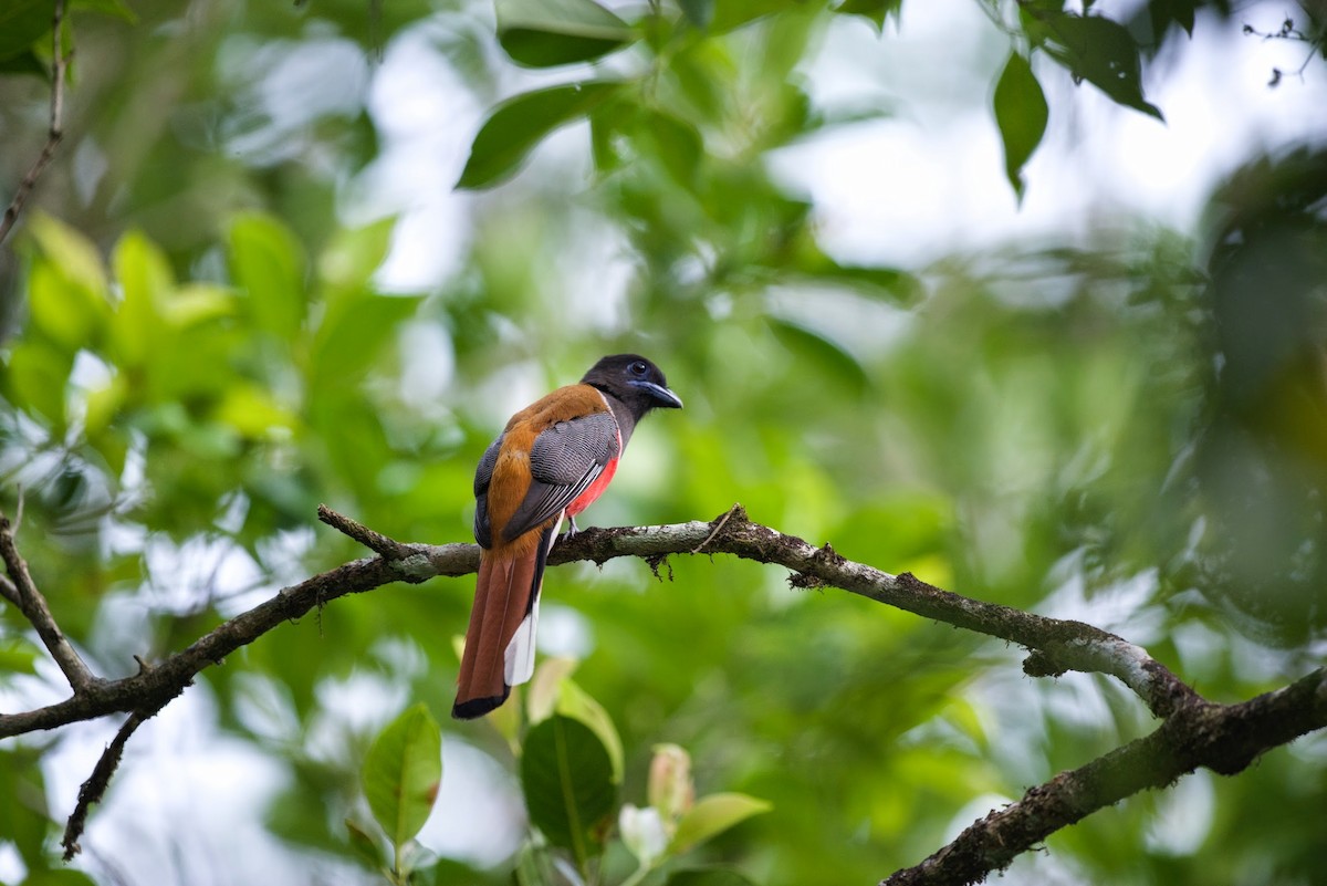 trogon indický - ML620299901