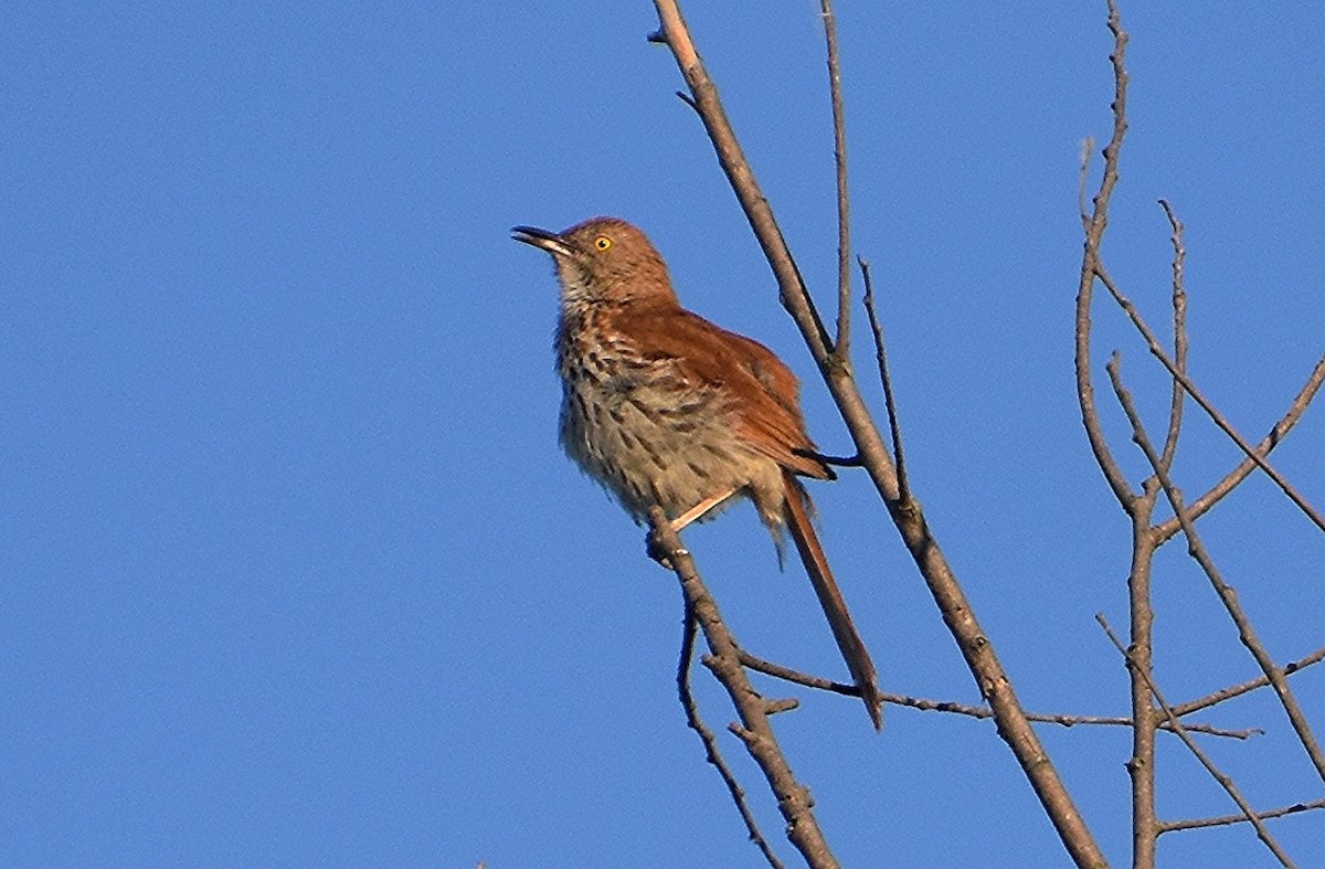 Brown Thrasher - ML620299905