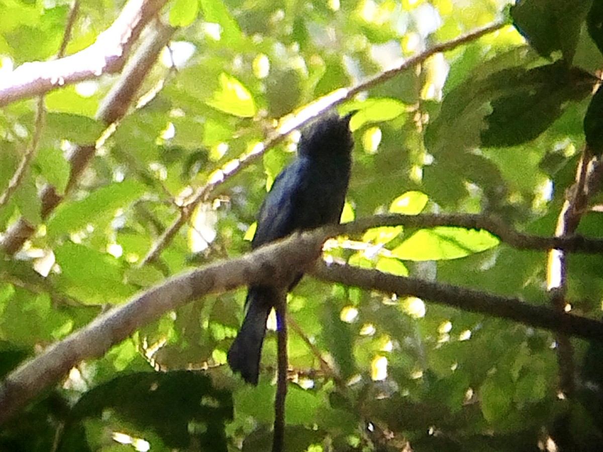 Square-tailed Drongo-Cuckoo - ML620299910