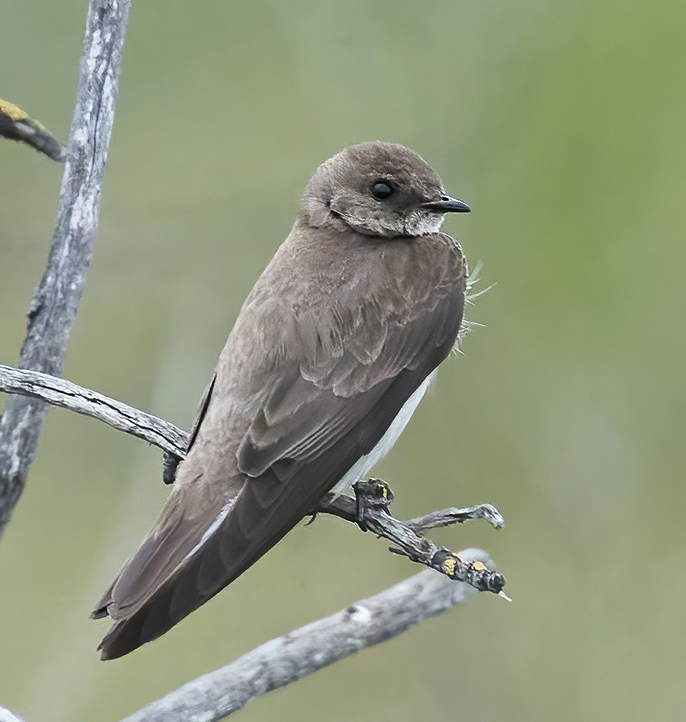 Northern Rough-winged Swallow - ML620299912