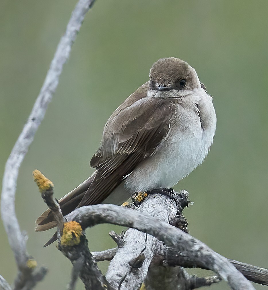 Northern Rough-winged Swallow - ML620299913