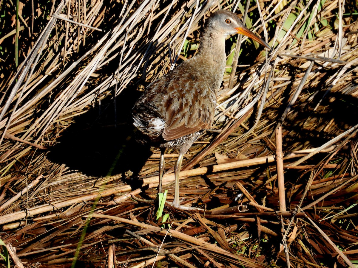 Clapper Rail - ML620299925