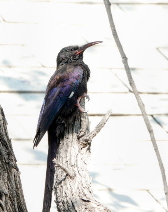 Violet Woodhoopoe - ML620299934