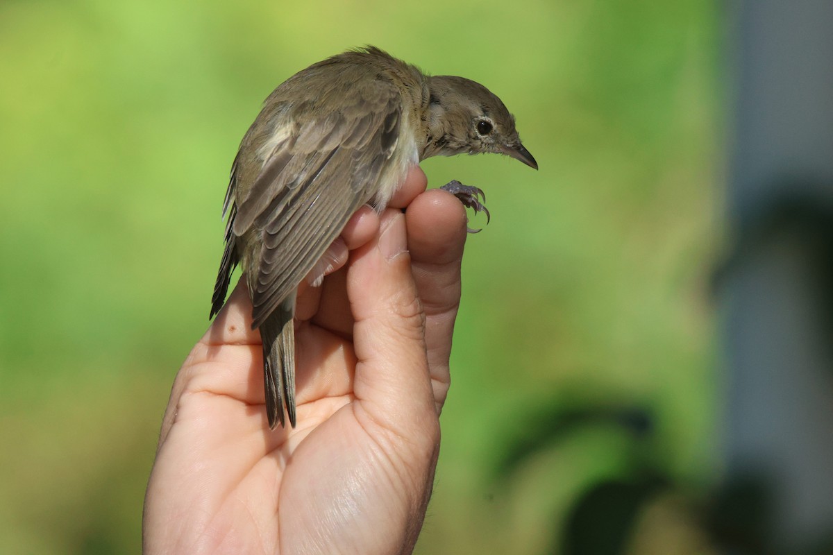 Garden Warbler - ML620299935