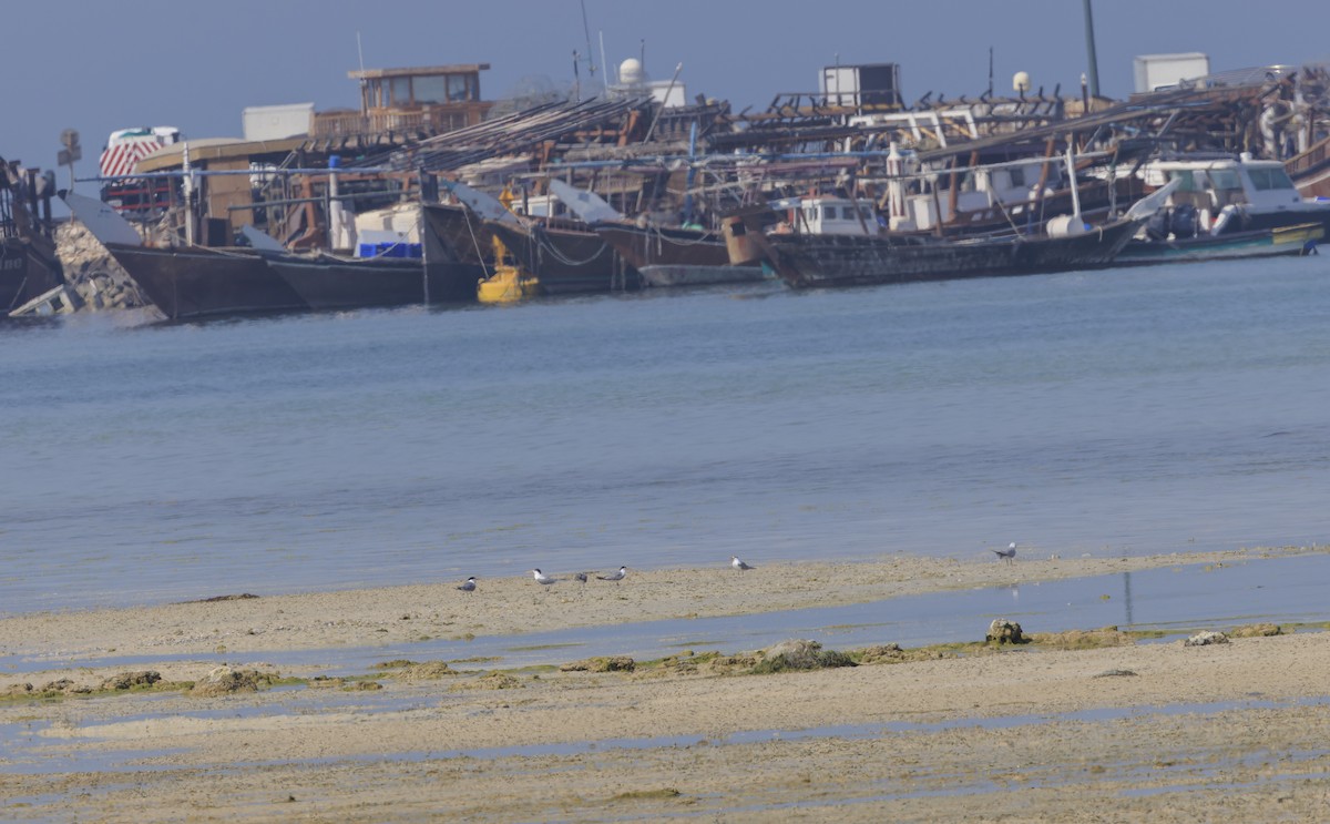 Lesser Crested Tern - ML620299943