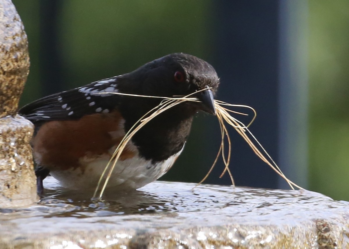 Spotted Towhee - ML620299944