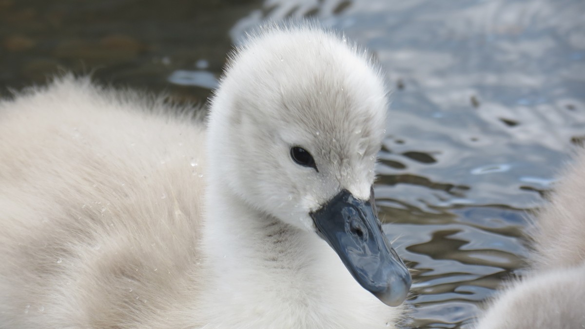 Mute Swan - ML620299949