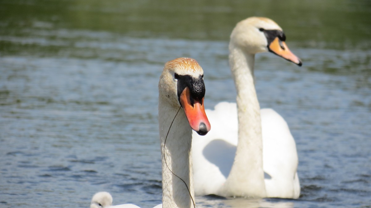 Mute Swan - ML620299952