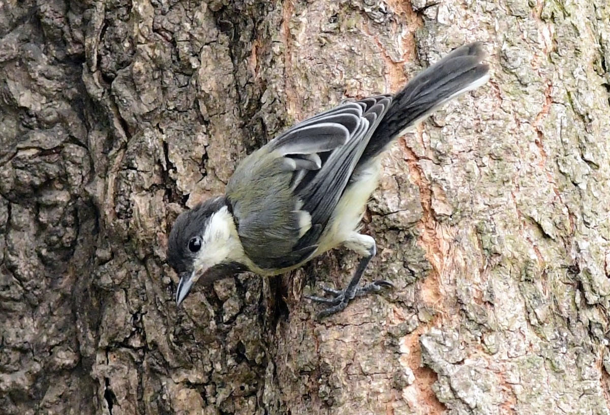 Cinereous Tit - ML620299956