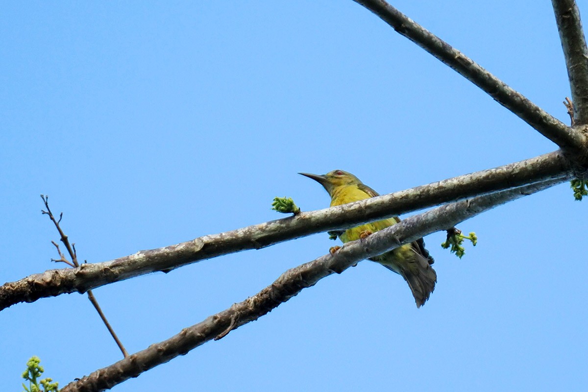 Braunkehl-Nektarvogel - ML620299957