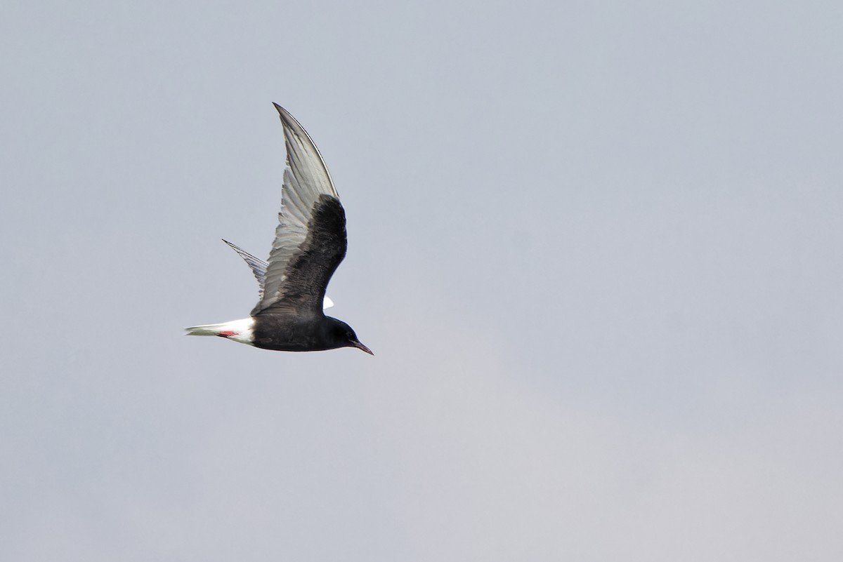 White-winged Tern - ML620299961