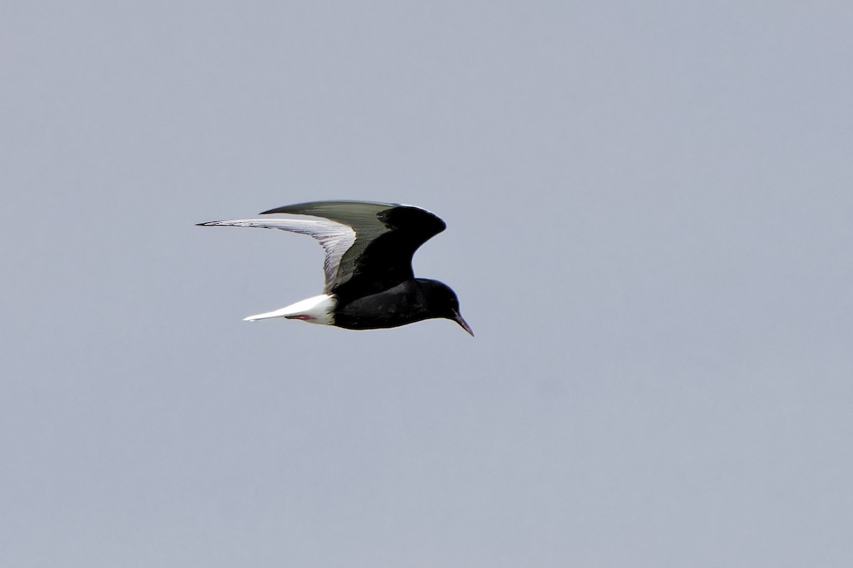 White-winged Tern - ML620299962