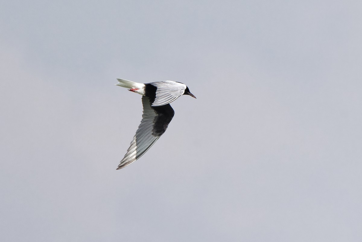 White-winged Tern - ML620299963