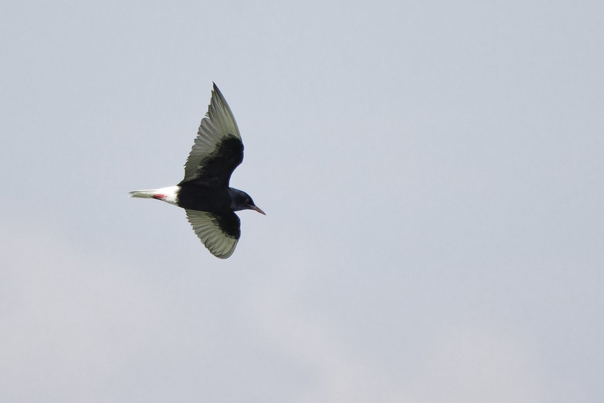 White-winged Tern - ML620299964
