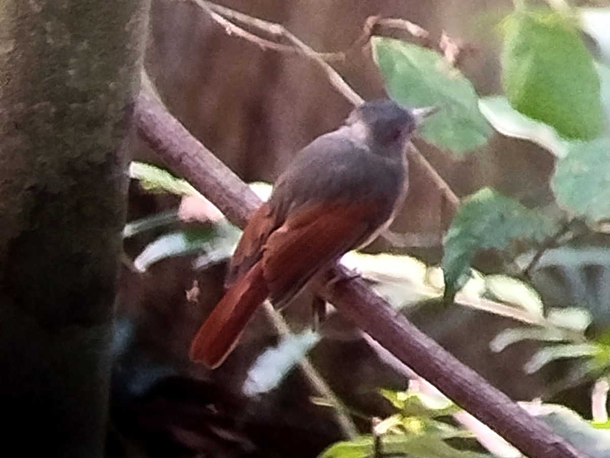 Rufous-winged Philentoma - ML620299971