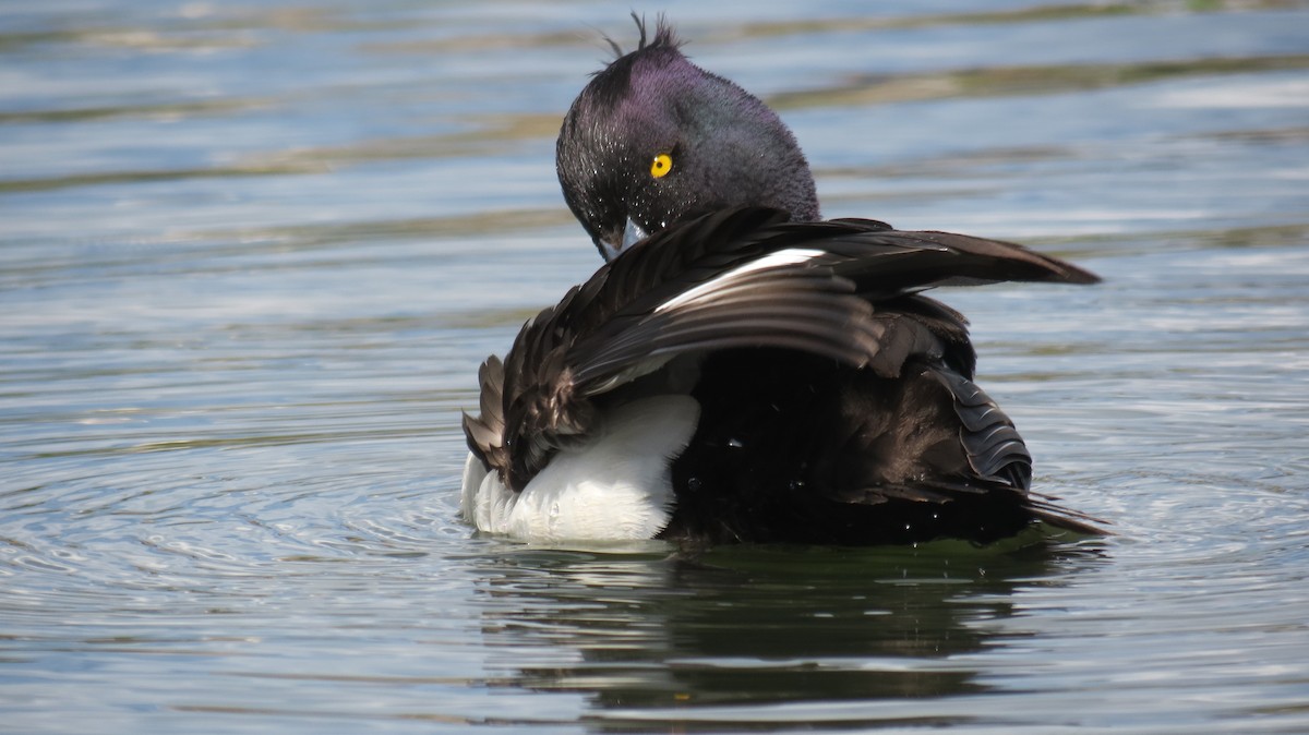 Tufted Duck - ML620299972