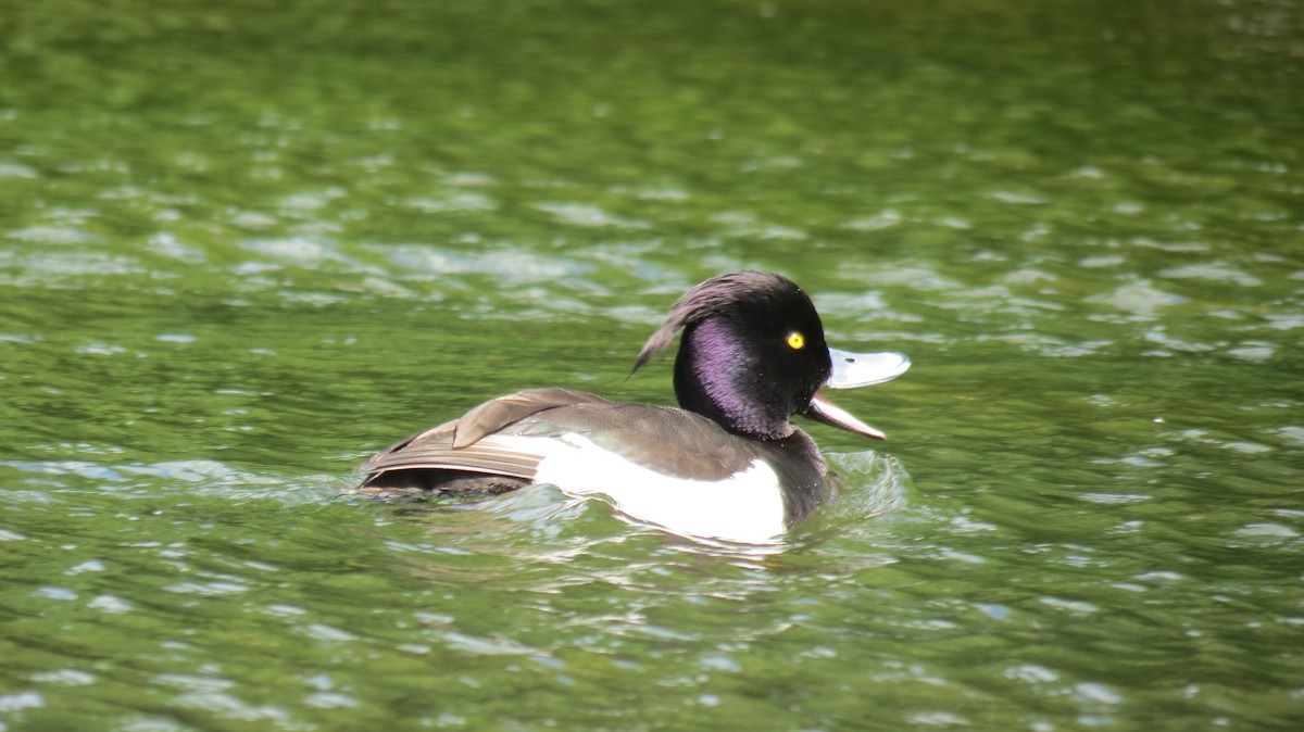 Tufted Duck - ML620299973