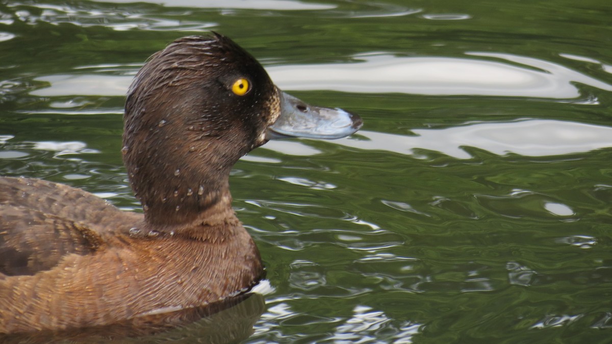 Tufted Duck - ML620299974