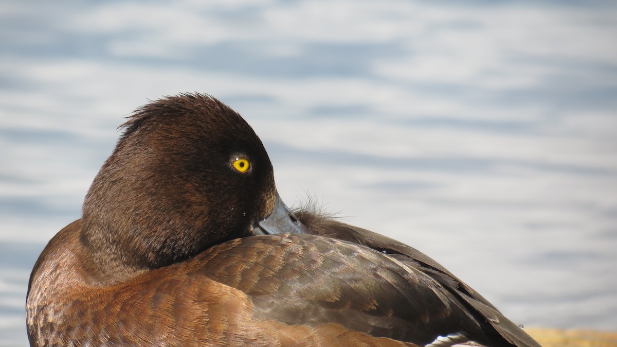 Tufted Duck - ML620299975