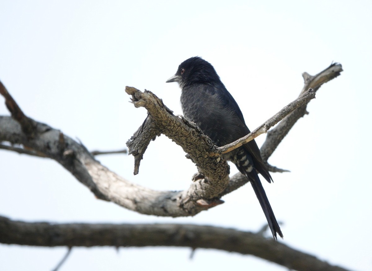 Fork-tailed Drongo - ML620299976
