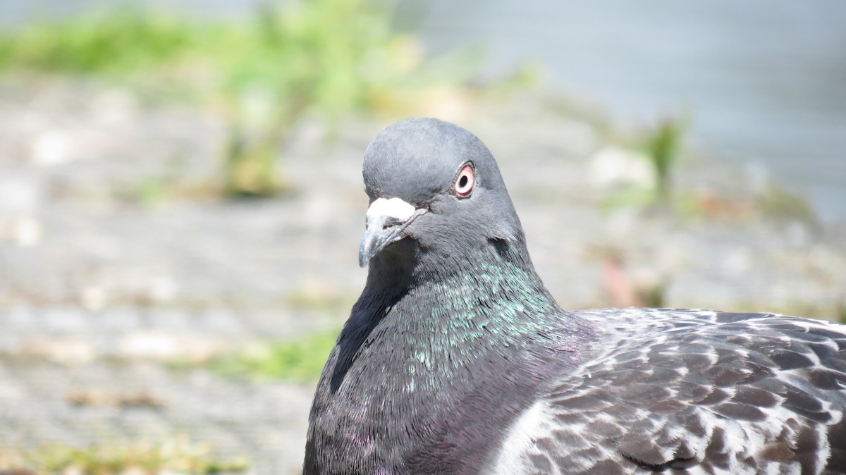 Rock Pigeon - louie macdonald