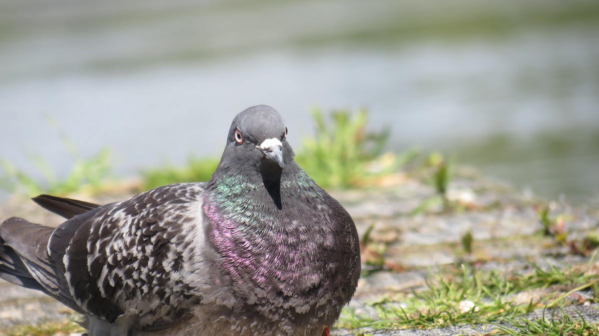 Rock Pigeon - louie macdonald