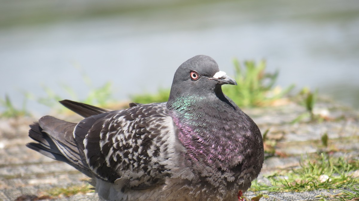 Rock Pigeon - ML620299981