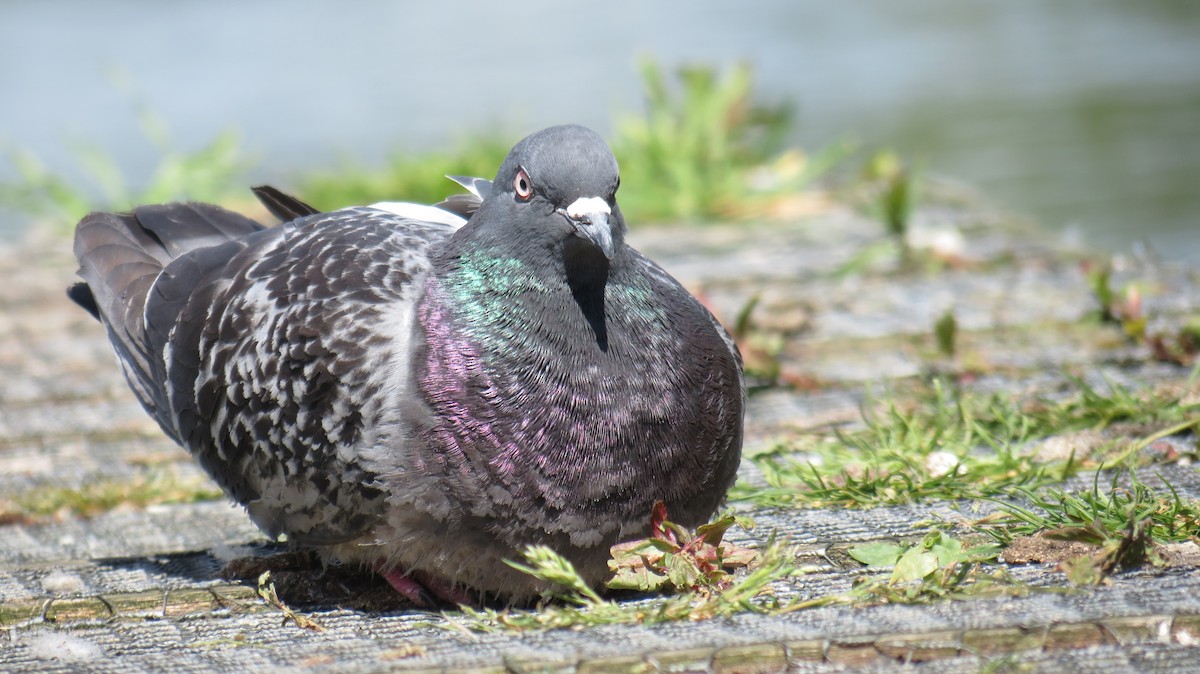 Rock Pigeon - ML620299982