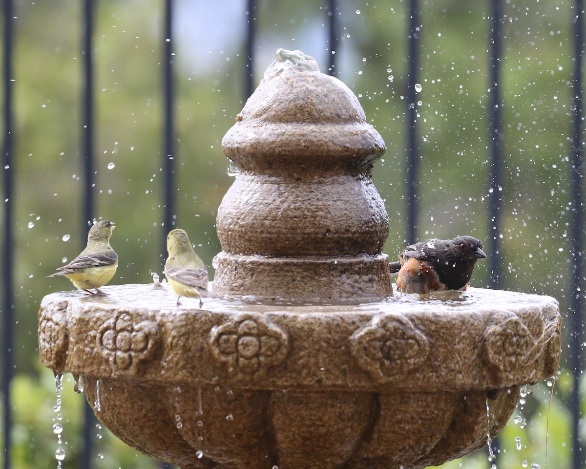 Lesser Goldfinch - ML620299984