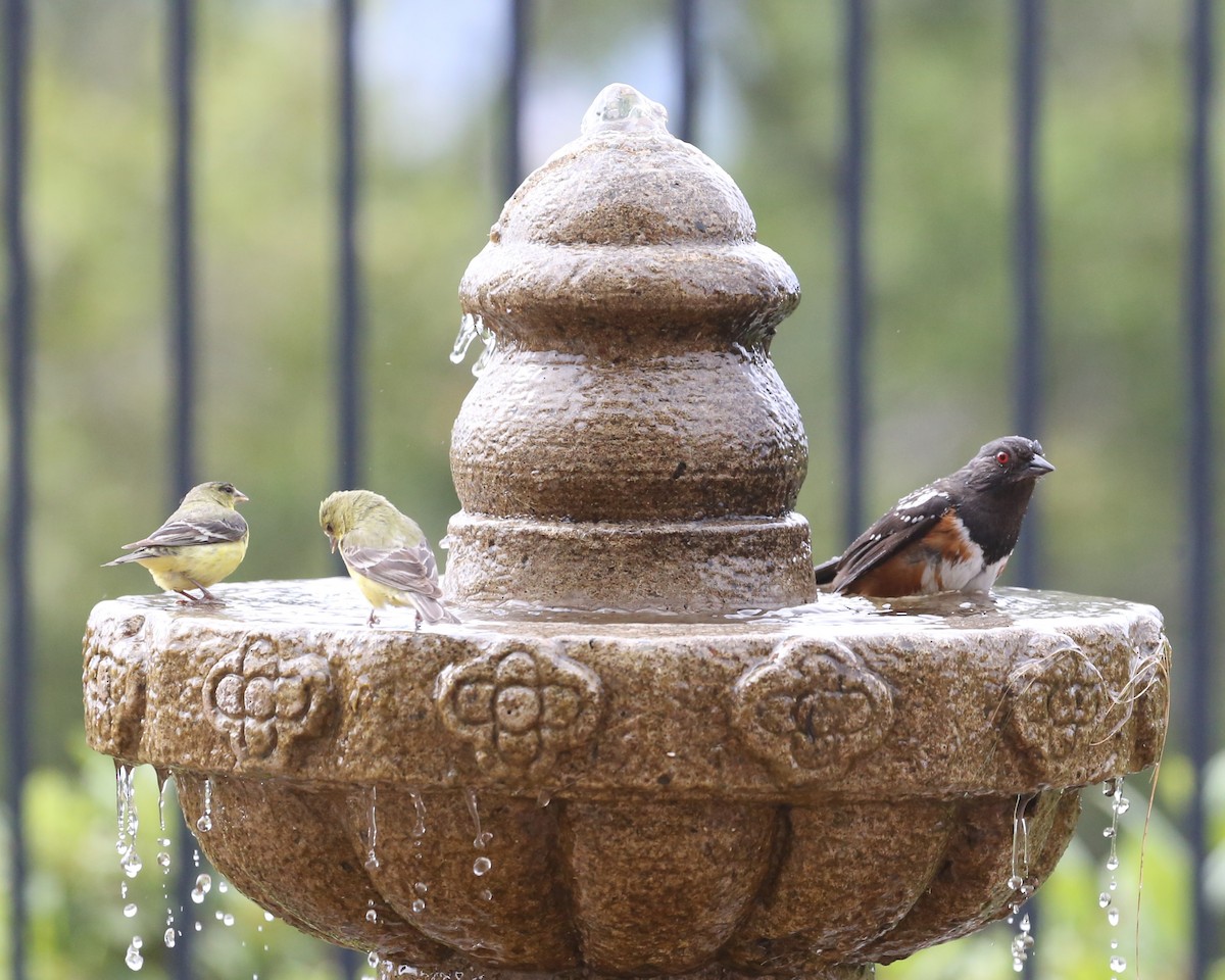 Lesser Goldfinch - ML620299985