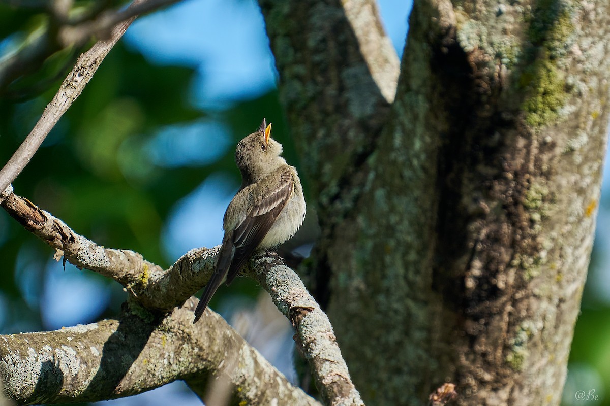 Eastern Wood-Pewee - ML620299986