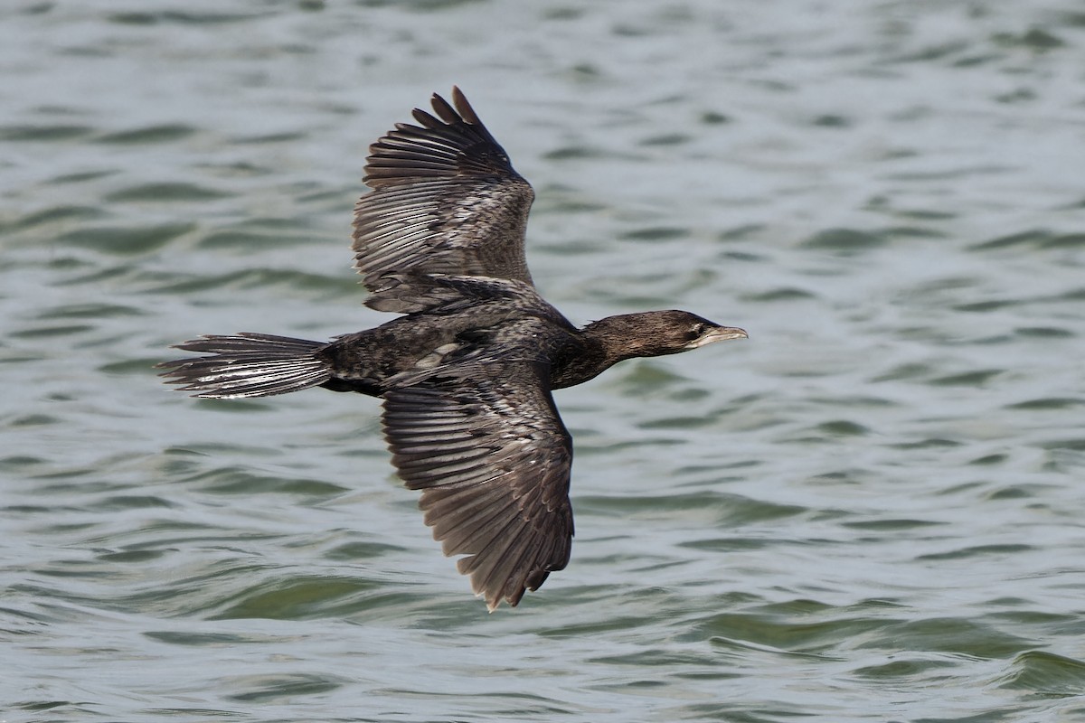 Pygmy Cormorant - ML620299987