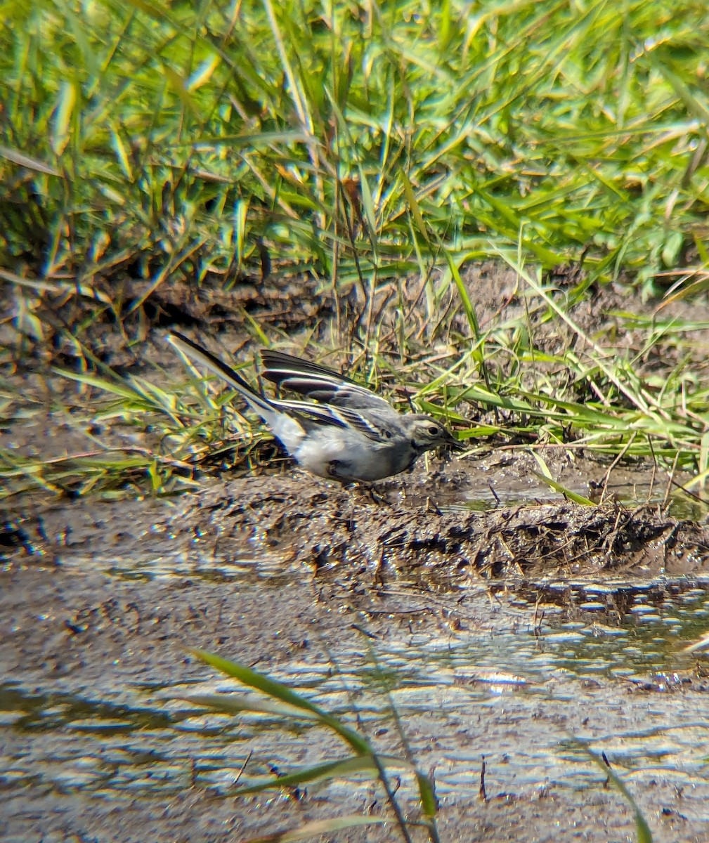 White Wagtail - ML620299988