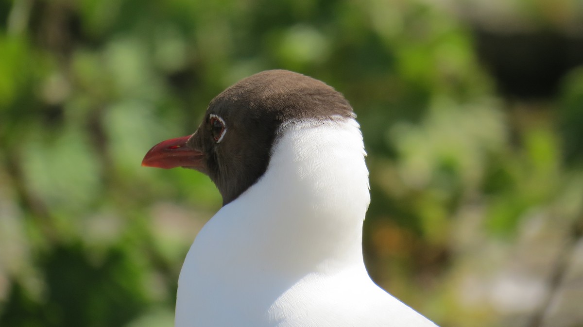 Black-headed Gull - ML620299994