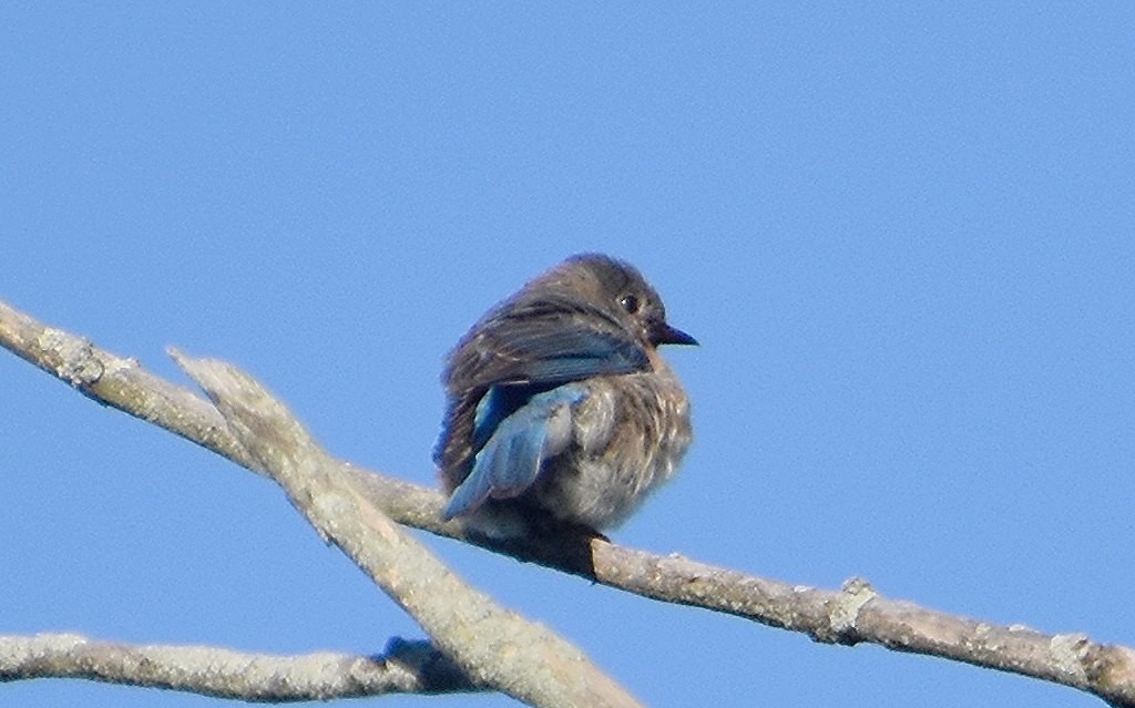 Eastern Bluebird - ML620300005