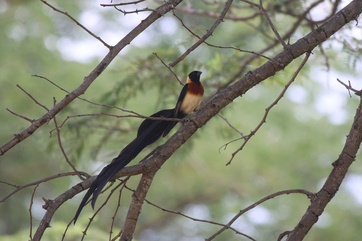 Eastern Paradise-Whydah - ML620300008