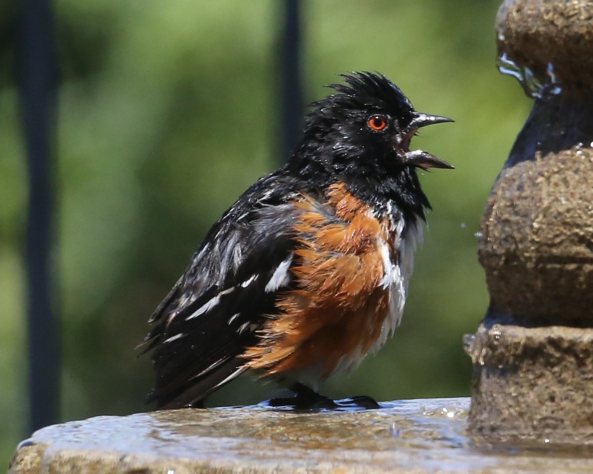 Spotted Towhee - ML620300009