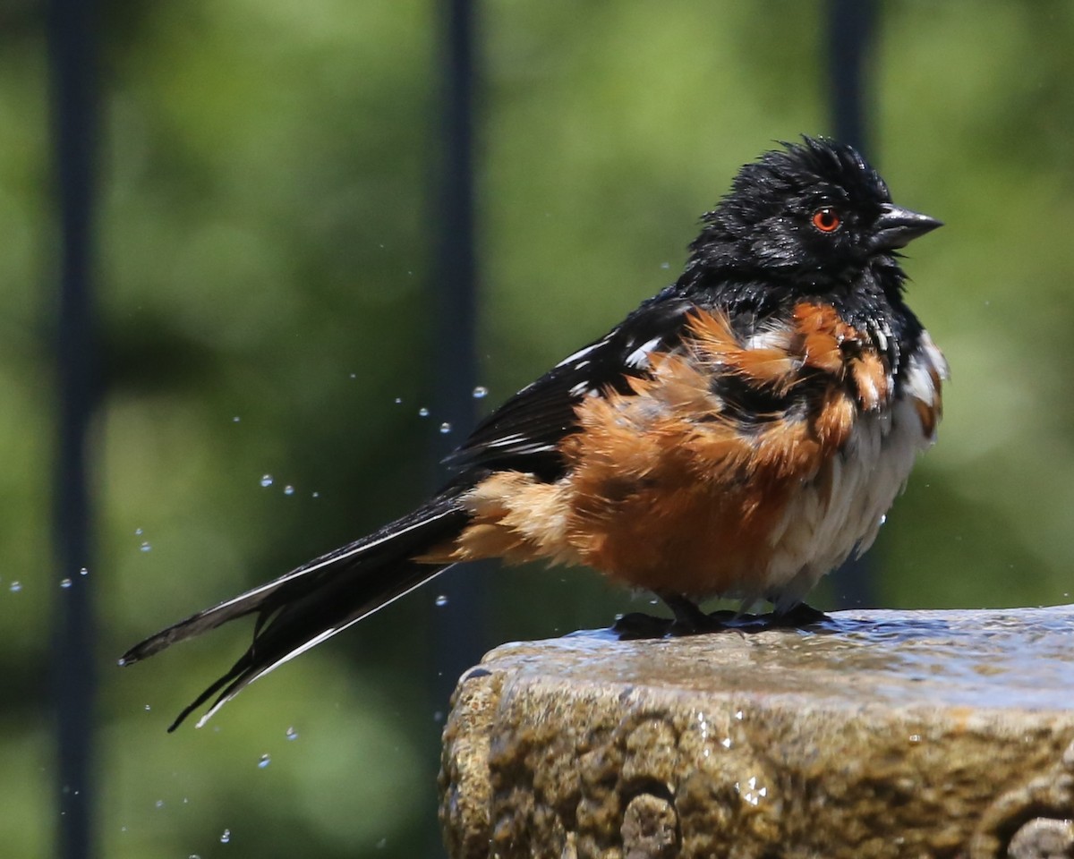 Spotted Towhee - ML620300010