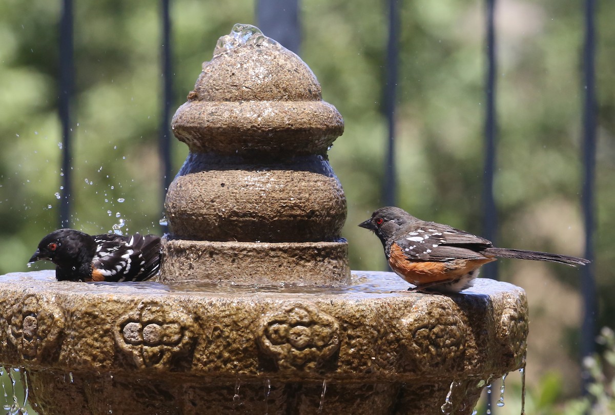 Spotted Towhee - ML620300011