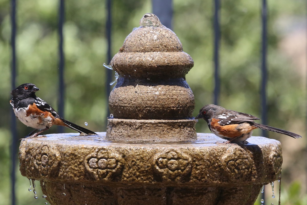 Spotted Towhee - ML620300012