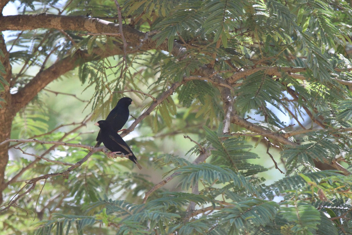 Green Indigobird - ML620300013