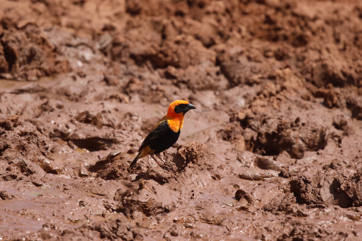 Black-winged Bishop - ML620300016