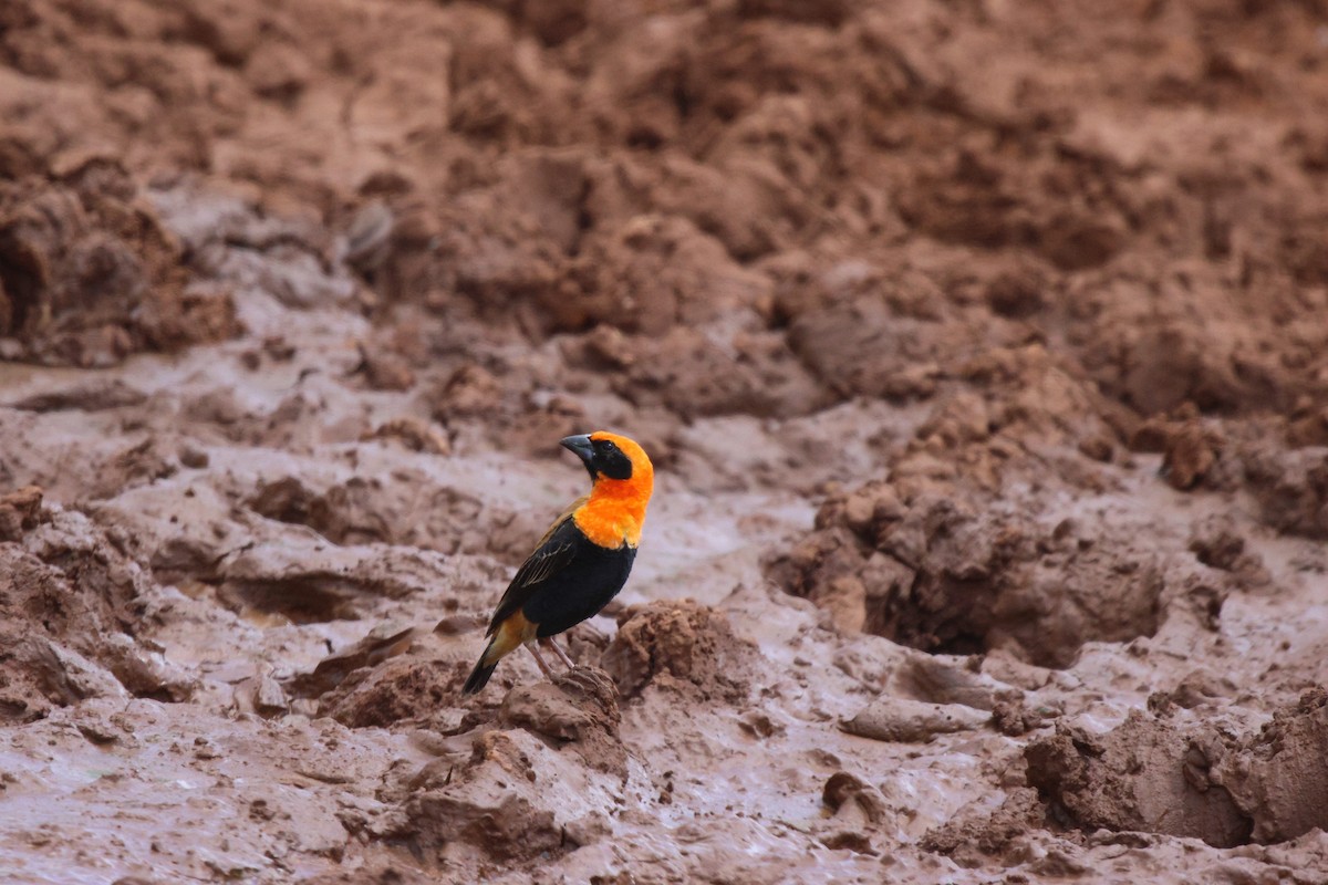 Black-winged Bishop - ML620300018