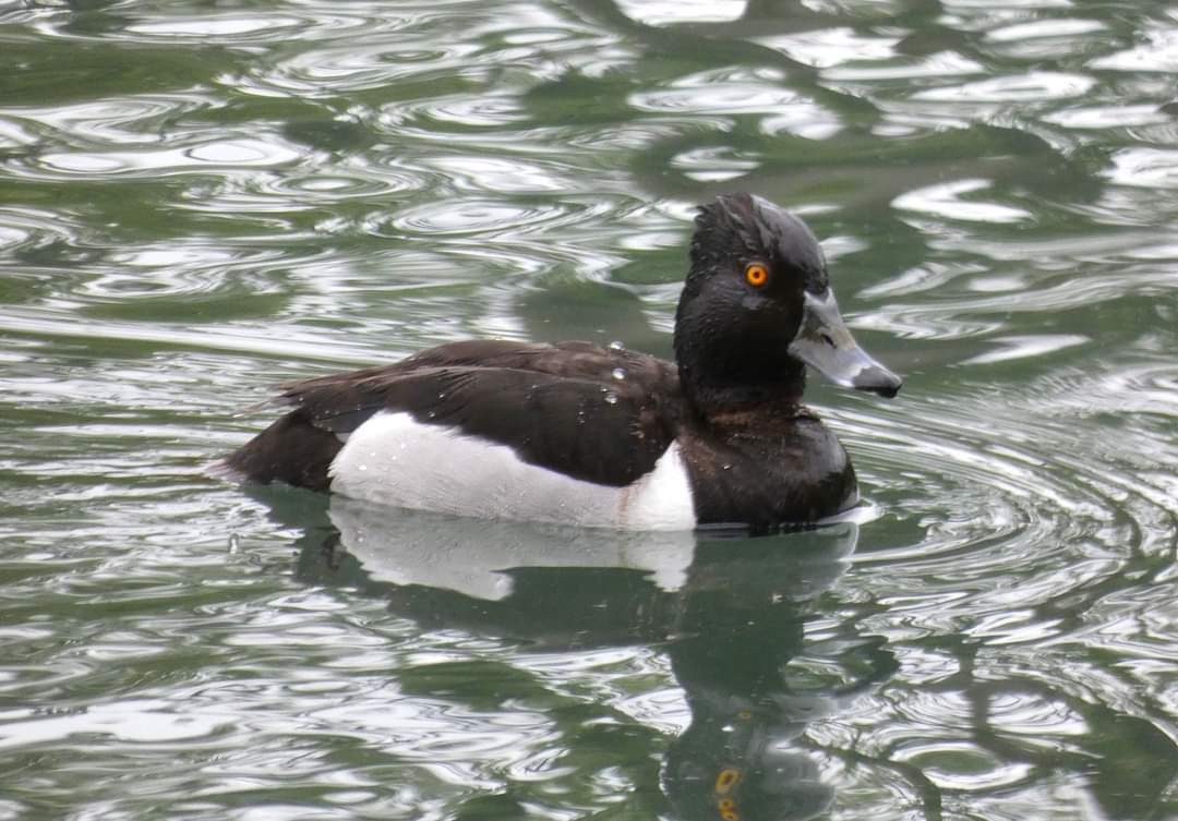 Ring-necked Duck - ML620300019